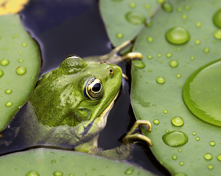 Europäische B2BStartups und der Sprung über den großen Teich ein